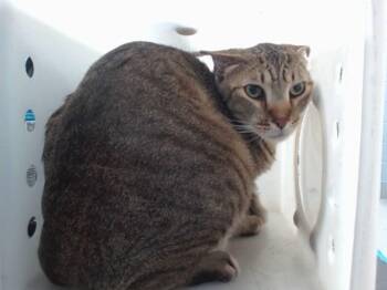 KING -  Domestic Short Hair Cat for Adoption in Albuquerque, New Mexico - KING | PetCurious