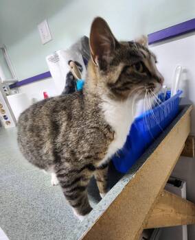 Missy Mae -  Domestic Short Hair Cat for Adoption in Crossville, Tennessee - Missy Mae | PetCurious