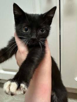 Bisquick -  Domestic Short Hair Cat for Adoption in Augusta, Georgia - Bisquick | PetCurious