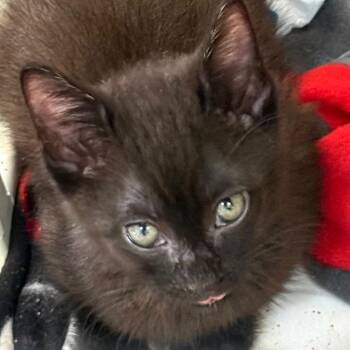 Domestic Short Hair Cats Available for Adoption in Chicago, Illinois - Apple Juice | PetCurious