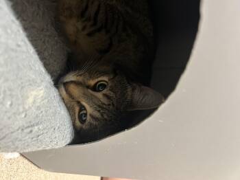 Tabby Cats Available for Adoption - Nefertiti - Brave Beautiful Little Girl | PetCurious