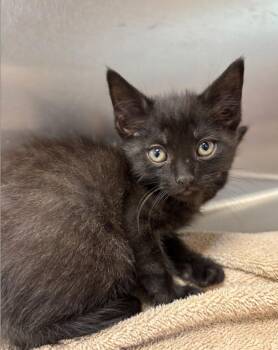 Levi -  Domestic Short Hair Cat for Adoption in Liverpool, New York - Levi | PetCurious