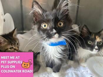 SOCKS -  Domestic Medium Hair Cat for Adoption in Fort Wayne, Indiana - SOCKS | PetCurious