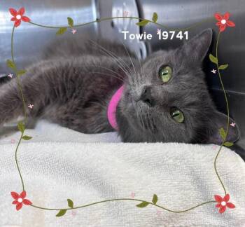 TOWIE -  Domestic Short Hair Cat for Adoption in Marietta, Georgia - TOWIE | PetCurious