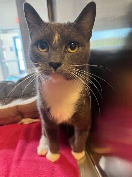 Domestic Short Hair Cats Available for Adoption in Chambersburg, Pennsylvania - Tanya | PetCurious