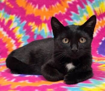 Patricia -  Domestic Short Hair Cat for Adoption in Frankfort, Indiana - Patricia | PetCurious