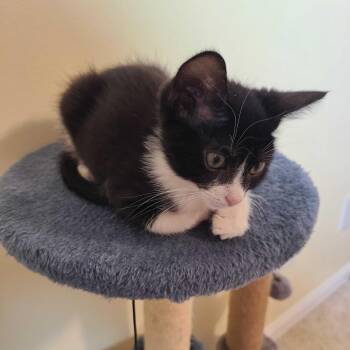 Avalanche -  Domestic Short Hair Cat for Adoption in Valdosta, Georgia - Avalanche | PetCurious