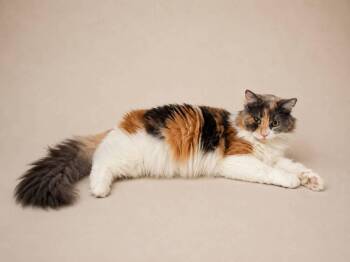 Reyna -  Calico Cat for Adoption in Calimesa, California - Reyna | PetCurious