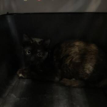 Chisolm -  Domestic Short Hair Cat for Adoption in Montgomery, Alabama - Chisolm | PetCurious