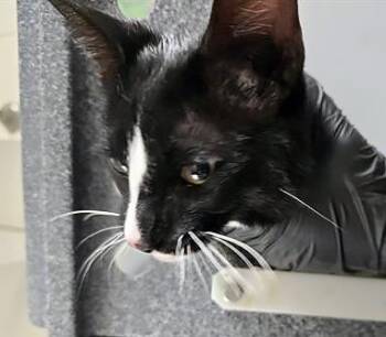 Domestic Short Hair Cats Available for Adoption in Nashville, Tennessee - Pablo Picasso | PetCurious