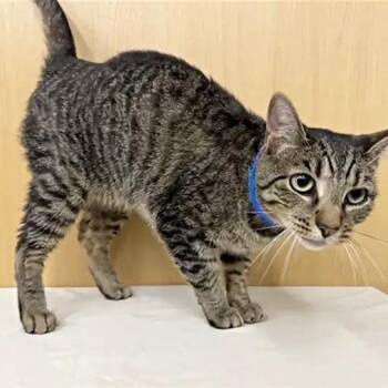 Paw McCartney -  Domestic Short Hair Cat for Adoption in Brentwood, Missouri - Paw McCartney | PetCurious