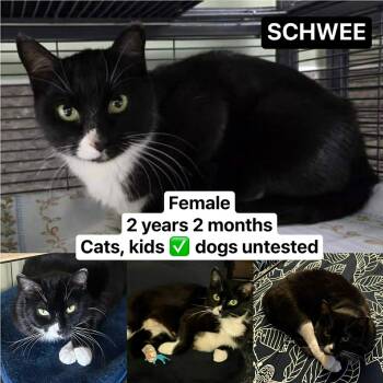 Tuxedo Cats Available for Adoption - Schwee | PetCurious