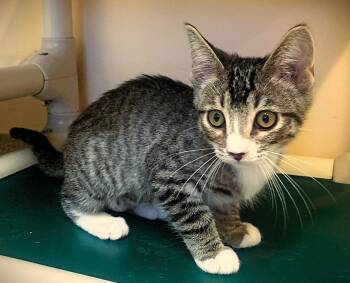 Kitten Artemis -  Domestic Short Hair Cat for Adoption in Seal Beach, California - Kitten Artemis | PetCurious