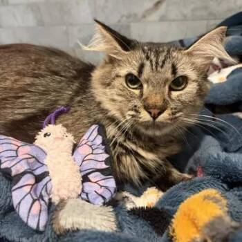 Artemis -  Domestic Long Hair and Maine Coon Cat for Adoption in Pearland, Texas - Artemis | PetCurious