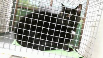 OSCAR -  Domestic Short Hair Cat for Adoption in Houston, Texas - OSCAR | PetCurious