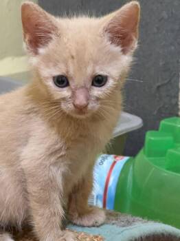 Popsicle -  Manx Cat for Adoption in Bloomington, Indiana - Popsicle | PetCurious