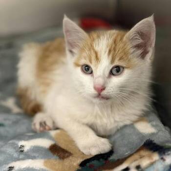 Zelda -  Domestic Short Hair Cat for Adoption in Chicago, Illinois - Zelda | PetCurious
