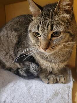 Eddie -  Domestic Short Hair Cat for Adoption in Lorain, Ohio - Eddie | PetCurious