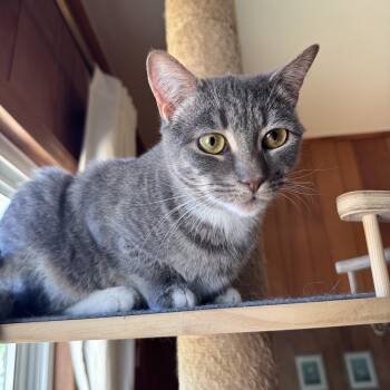 Tabby Cats Available for Adoption in Mount Holly, North Carolina - Lemon And Lime | PetCurious