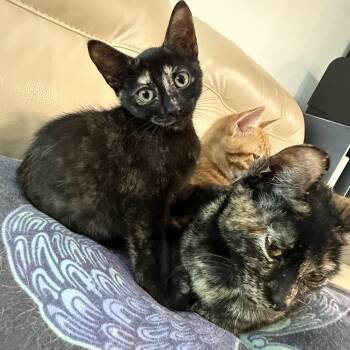 Auto -  Domestic Short Hair Cat for Adoption in Houston, Texas - Auto | PetCurious
