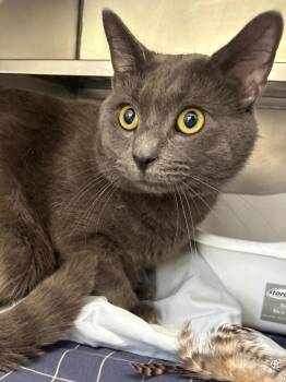 Luna Tuna -  Domestic Short Hair Cat for Adoption in Pomona, New York - Luna Tuna | PetCurious