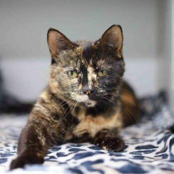 Domestic Short Hair Cats Available for Adoption in Atlanta, Georgia - Lady Bird | PetCurious