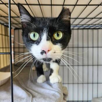Cozette -  Domestic Short Hair Cat for Adoption in Candler, North Carolina - Cozette | PetCurious