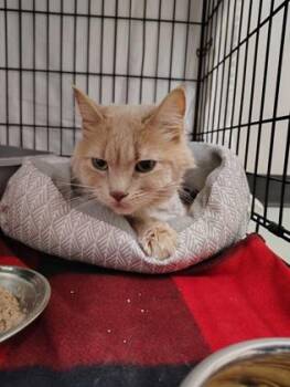 Domestic Long Hair and Domestic Short Hair Cats Available for Adoption - Sir Ellington | PetCurious