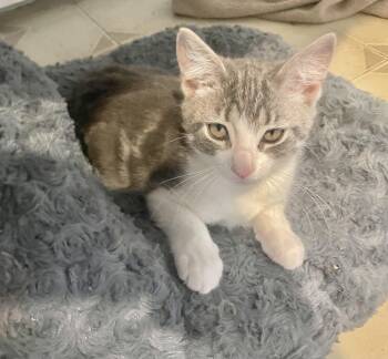 Tiana -  Domestic Short Hair Cat for Adoption in Troy, New York - Tiana | PetCurious