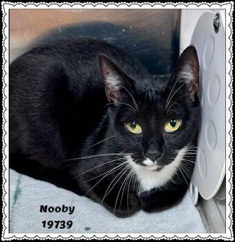 NOOBY -  Domestic Short Hair and Tuxedo Cat for Adoption in Marietta, Georgia - NOOBY | PetCurious