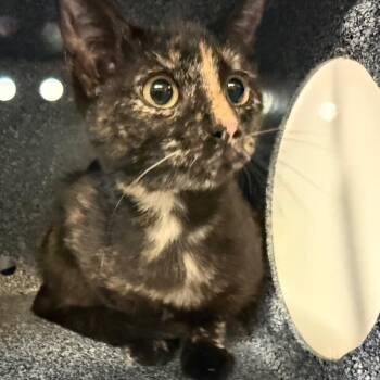Cheesecake Colada -  Domestic Short Hair Cat for Adoption in Norman, Oklahoma - Cheesecake Colada | PetCurious