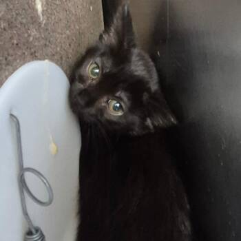 Matcha -  Domestic Short Hair Cat for Adoption in Troy, Virginia - Matcha | PetCurious