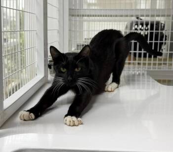 Domestic Short Hair Cats Available for Adoption in St. Helens, Oregon - Independance 26-09 | PetCurious