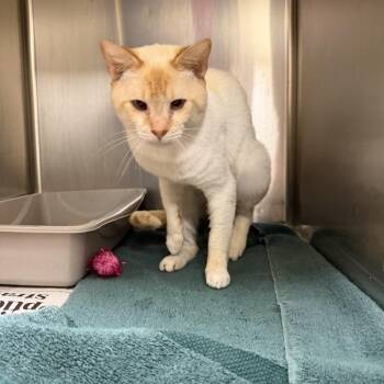 Domestic Short Hair Cats Available for Adoption in Winston-salem, North Carolina - Crunch | PetCurious