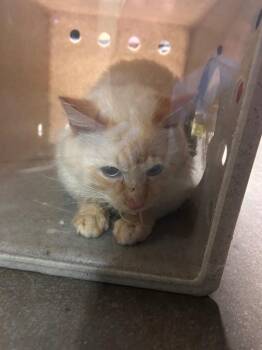 Domestic Short Hair Cats Available for Adoption in Douglasville, Georgia - Luna Boy | PetCurious