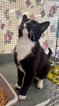 Gossip -  Domestic Short Hair Cat for Adoption in Gillette, Wyoming - Gossip | PetCurious