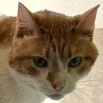 Fluff -  Domestic Short Hair Cat for Adoption in Lenexa, Kansas - Fluff | PetCurious