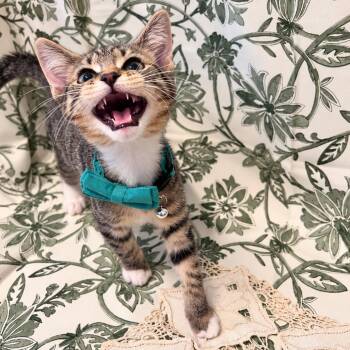 Lord Crumpet -  Domestic Short Hair Cat for Adoption in Fort Worth, Texas - Lord Crumpet | PetCurious