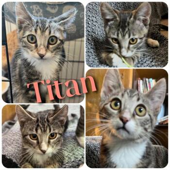 Rescue Domestic Short Hair Cats for Adoption in Hollister, California - Titan | PetCurious