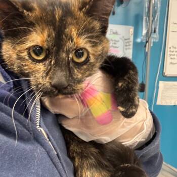 Rescue Domestic Short Hair Cats for Adoption in Vineland, New Jersey - Star | PetCurious