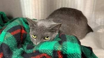 Domestic Short Hair Cats Available for Adoption in Atlanta, Georgia - Chicken | PetCurious