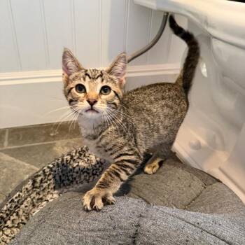 Ron -  Domestic Short Hair Cat for Adoption in Los Angeles, California - Ron | PetCurious