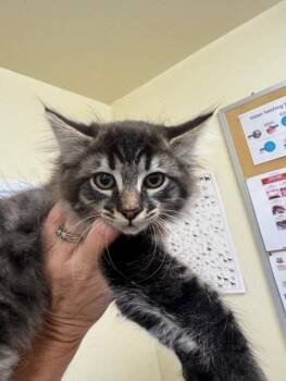 Domestic Long Hair Cats Available for Adoption in Fremont, California - VIRGINIA SLIM | PetCurious