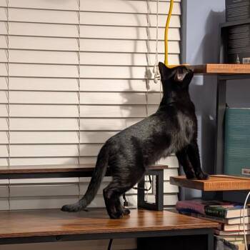 Madea -  Domestic Short Hair Cat for Adoption in Falls Church, Virginia - Madea | PetCurious