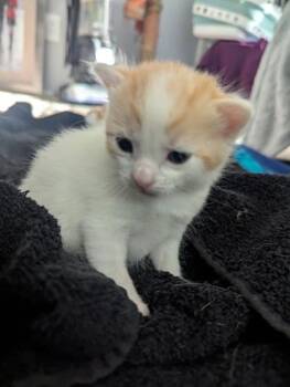 Domestic Short Hair Cats Available for Adoption in Fort Worth, Texas - Gerri | PetCurious