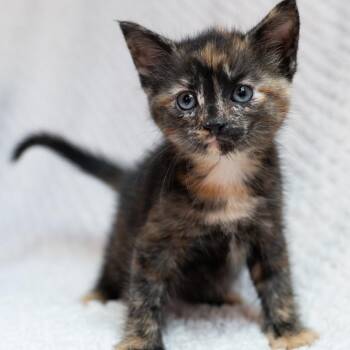 Domestic Short Hair Cats Available for Adoption in Fulton, Missouri - Peony | PetCurious
