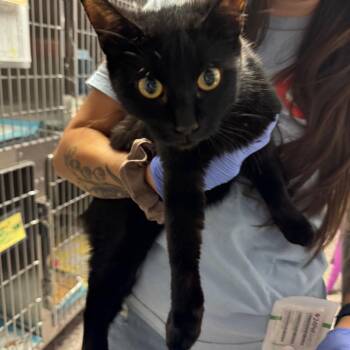 Domestic Short Hair Cats Available for Adoption in Salt Lake City, Utah - Edwina | PetCurious