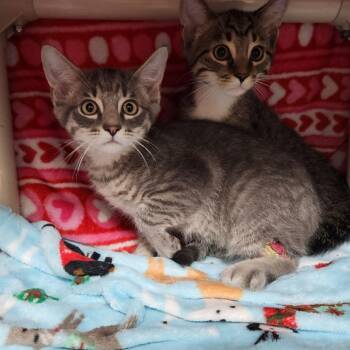 Jesse -  Domestic Short Hair Cat for Adoption in Walker, Michigan - Jesse | PetCurious
