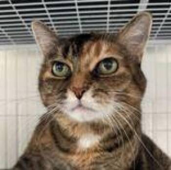 Bianca -  Domestic Short Hair Cat for Adoption in Toronto, Ontario - Bianca | PetCurious