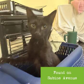 Cygnus -  Domestic Short Hair Cat for Adoption in Lynchburg, Virginia - Cygnus | PetCurious